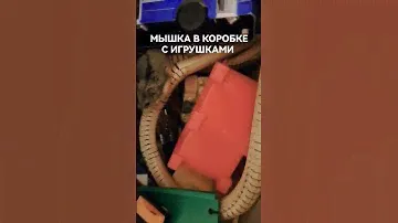 МЫШКА В КОРОБКЕ С ИГРУШКАМИ