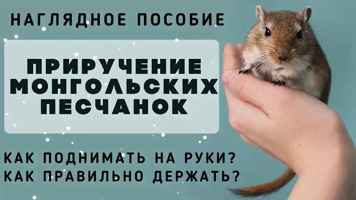 Приручение монгольской песчанки. Как приручить, как держать и брать на руки?