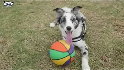 GiGwi Jumball Basketball Ball with Handle for Big Dog