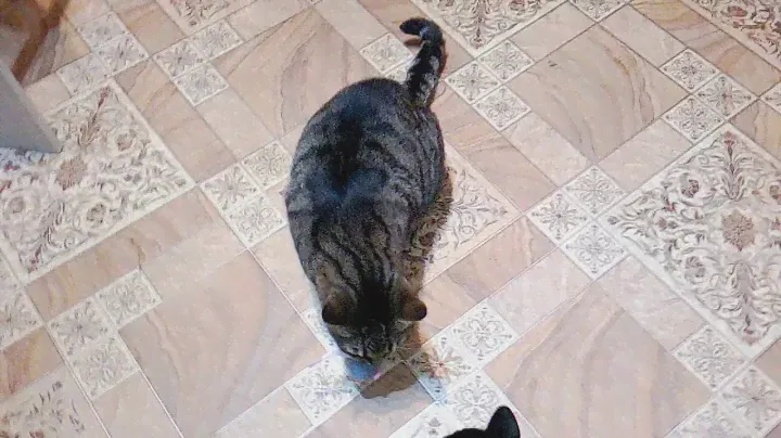 Котам мышку с чипом подарили