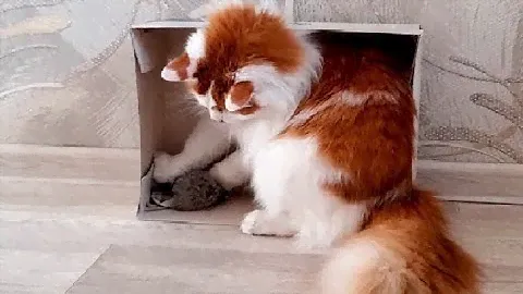 Кот и Мышь в одной коробке!