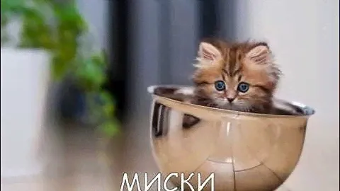любимая МИСКА для КОШКИ КОТА и КОТЕНКА Trixie ЗООмагазин ЗВЕРЮГА Zveryuga Гомель