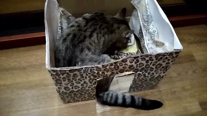 мышка в коробке