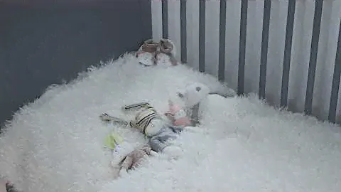 Les Petit Dodos - Moulin Roty